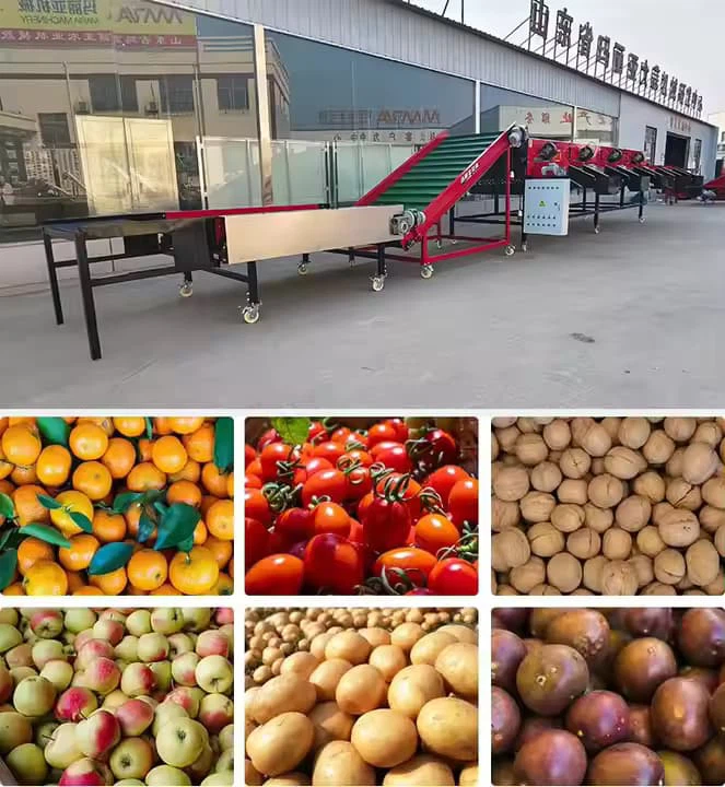 ขนาดหัวหอมอัตโนมัติการจัดเรียงเครื่องเรียงลำดับอัตโนมัติหัวหอมอุตสาหกรรมขนาดเครื่องเรียงลำดับเครื่องจักรเครื่องจักรเครื่องจักรอุปกรณ์ราคาถูกราคาถูกขาย